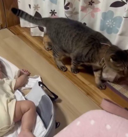 赤ちゃんをチラ見する猫