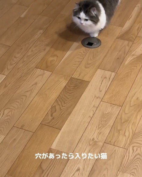 歩いてきた猫