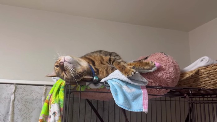 伸びをするテト