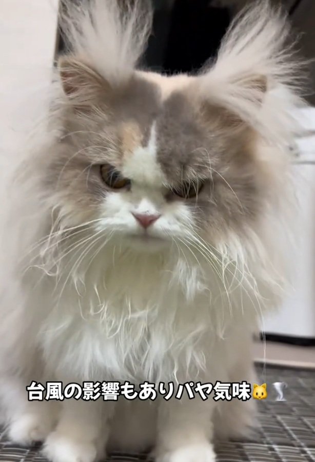 耳毛が飛び出る猫