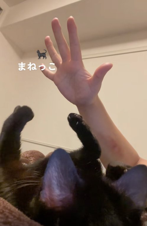 左前足を上げている猫とパーにした飼い主の手
