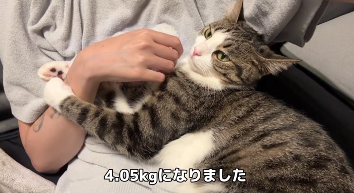 飼い主の腕にしがみついている猫