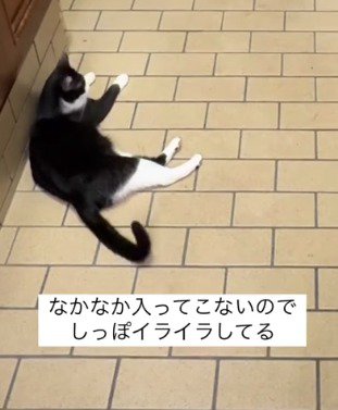 寝転がりながらしっぽをふる左側の猫