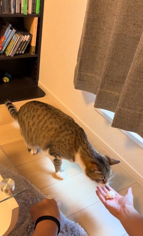 右手を開く飼い主と猫