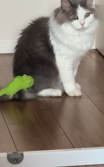 しっぽにぬいぐるみをつけて座っている猫