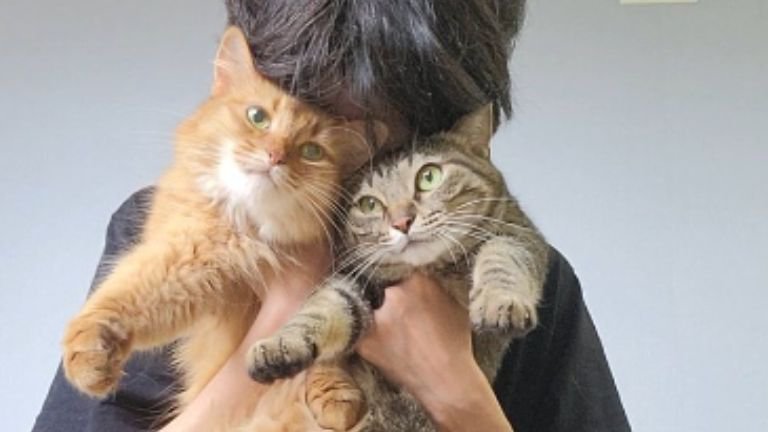 抱かれている猫