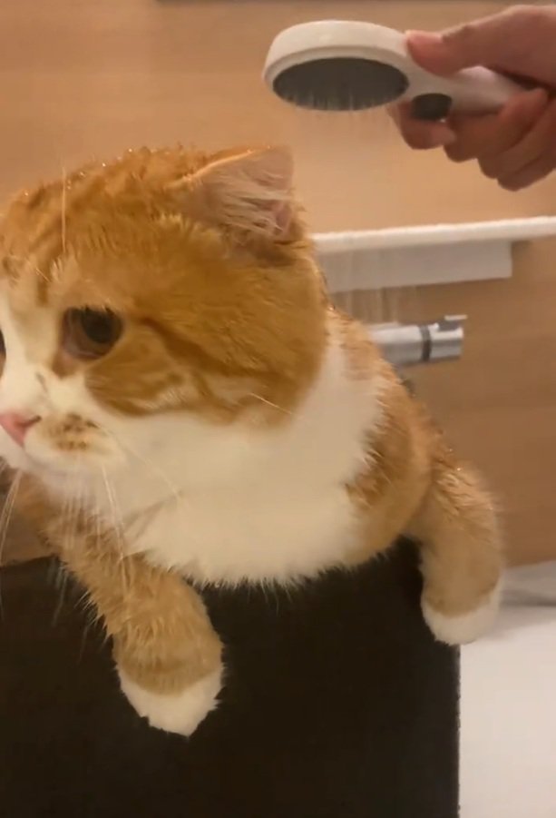 シャワーを浴びるエトくん