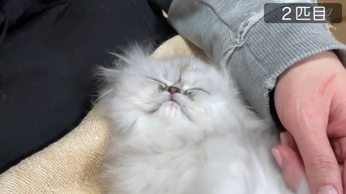 2匹目、目を閉じた顔