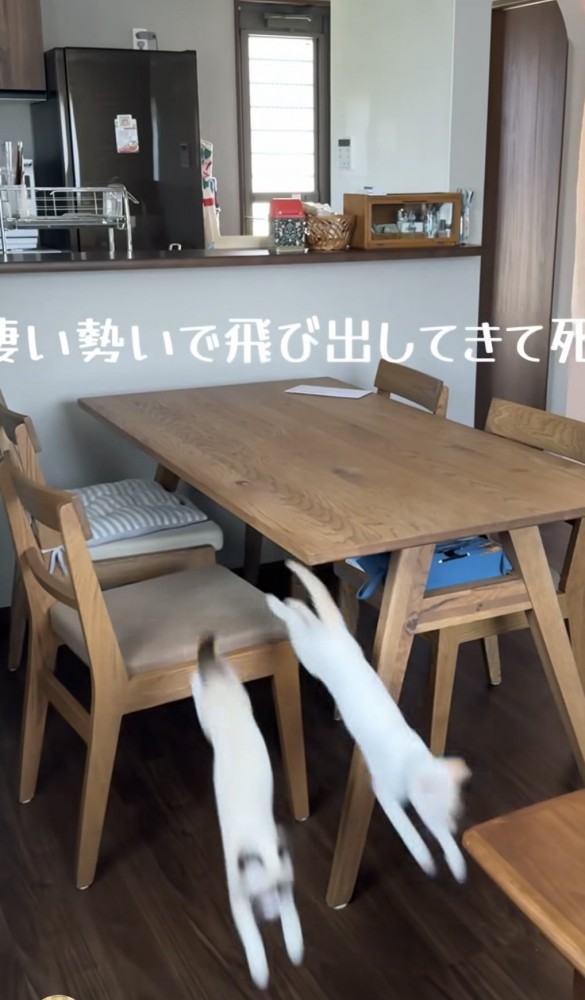 椅子からジャンプする猫の写真2