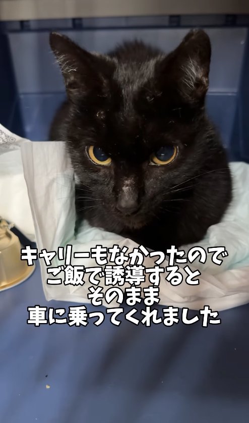 ペットシーツの上で香箱座りしている黒猫
