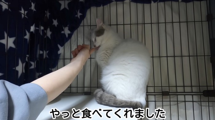 人の手からおやつを食べる猫