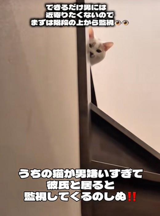 階段上から覗く猫