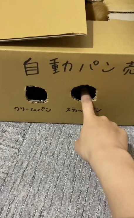猫用の段ボールのおもちゃの穴に指を入れる