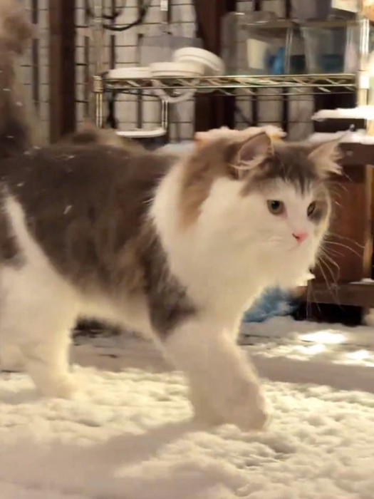 雪の上を歩く猫