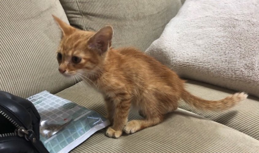 ソファの上に座っている茶トラの子猫（横向き）