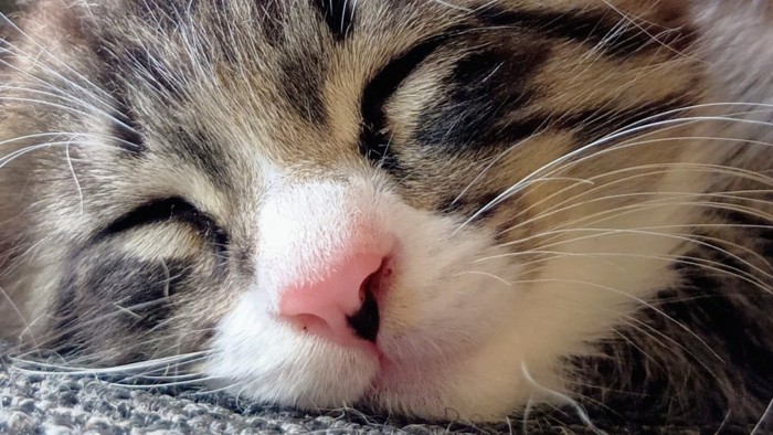 子猫の寝顔のアップ