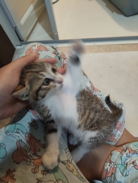 前足をあげて振り向く子猫