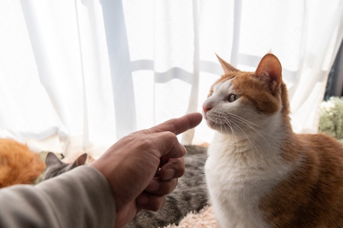 猫を叱る人