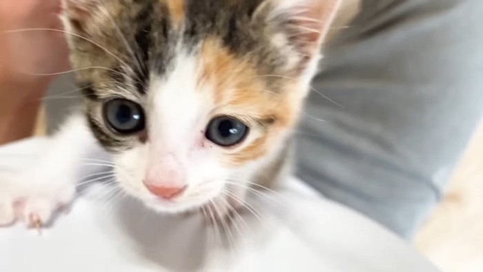 子猫のアップ