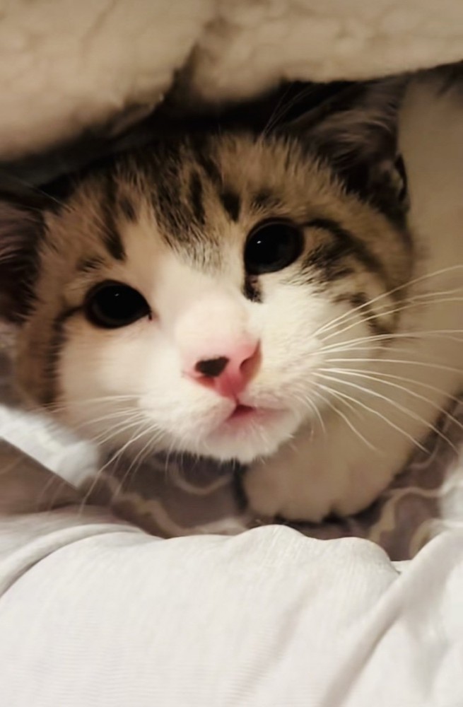 毛布の中の子猫