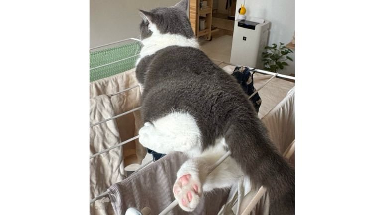 タオルハンガーの上にいる猫