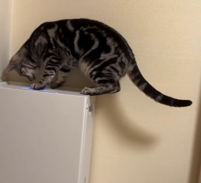 空気清浄機に乗った猫2