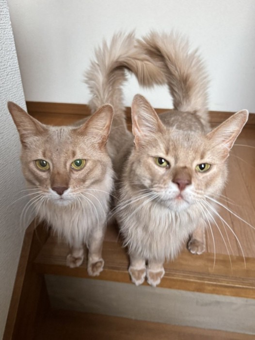 飼い主をジッと見つめる2匹のソマリ