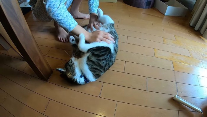 お腹をわしゃわしゃ