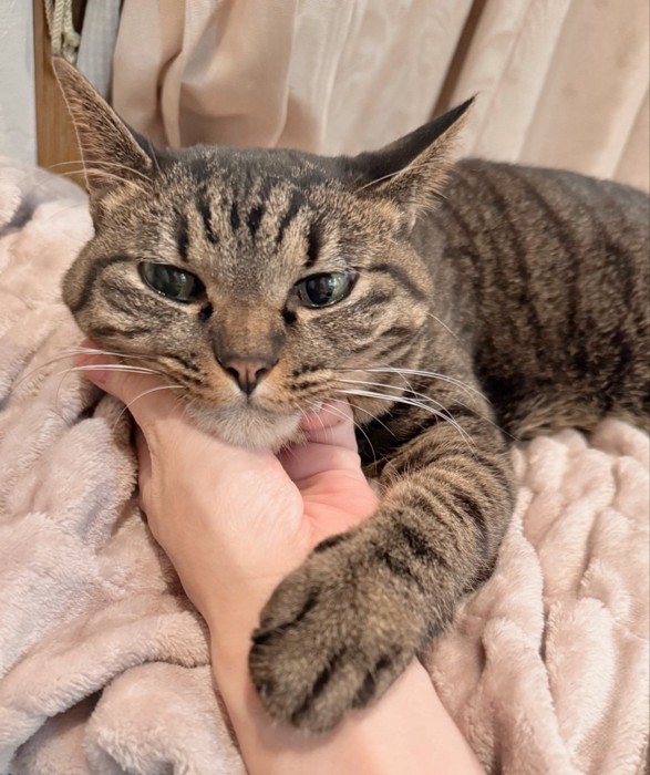 顎を撫でられるキジトラ猫