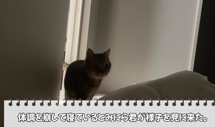 寝込んでいる飼い主のもとへやって来たミヌエット