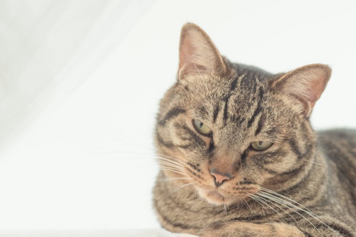不満げな表情の猫