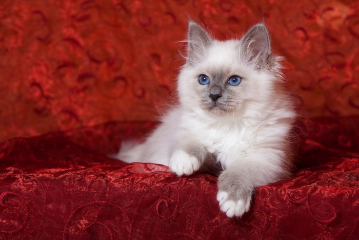 赤いカーペットの上で優雅に佇む猫