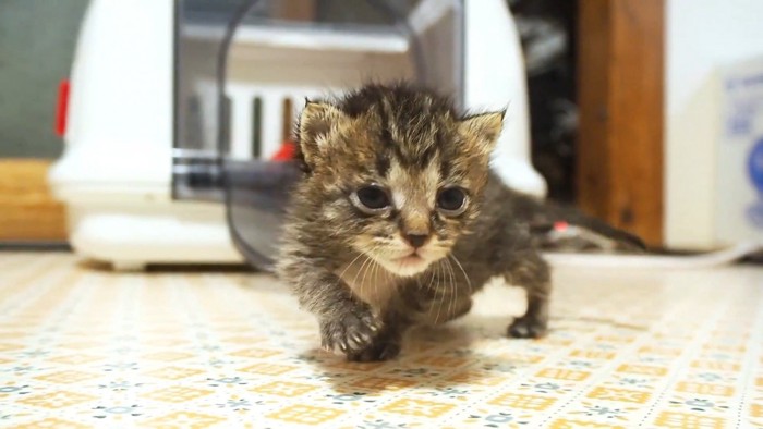 こちらに向かってくる子猫