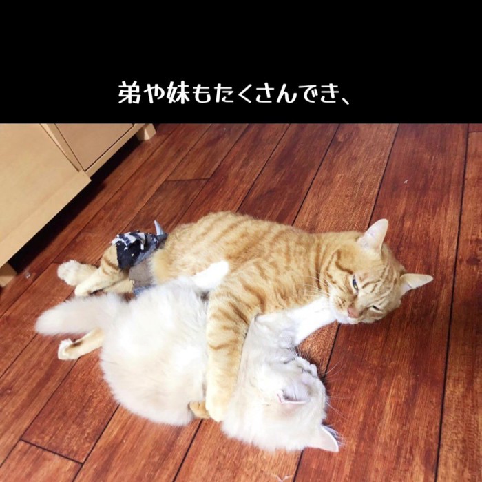寝転んでじゃれる猫たち