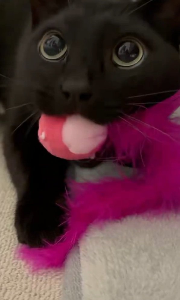上目遣いの猫