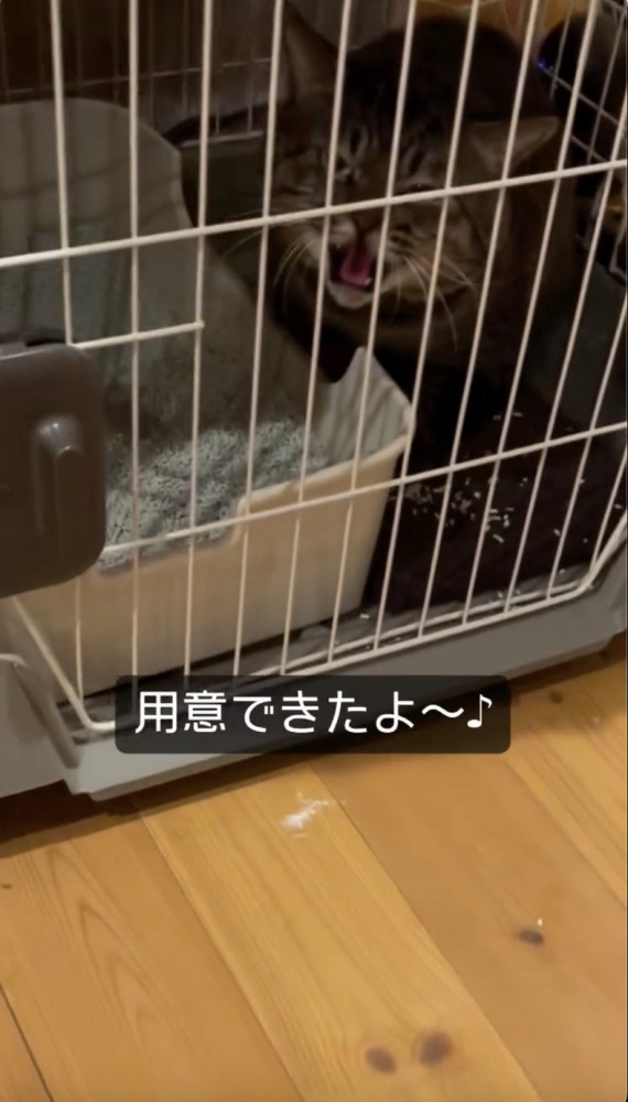 ご飯ができたと声をかける飼い主