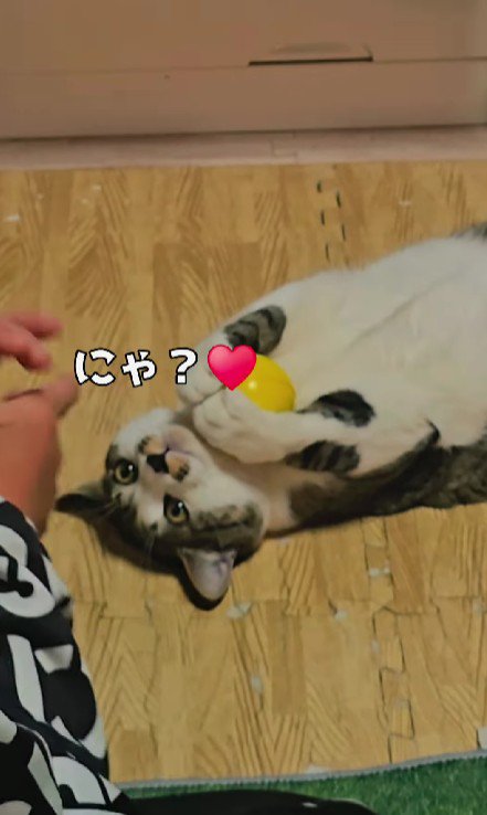 キャッチボールをする男の子と猫