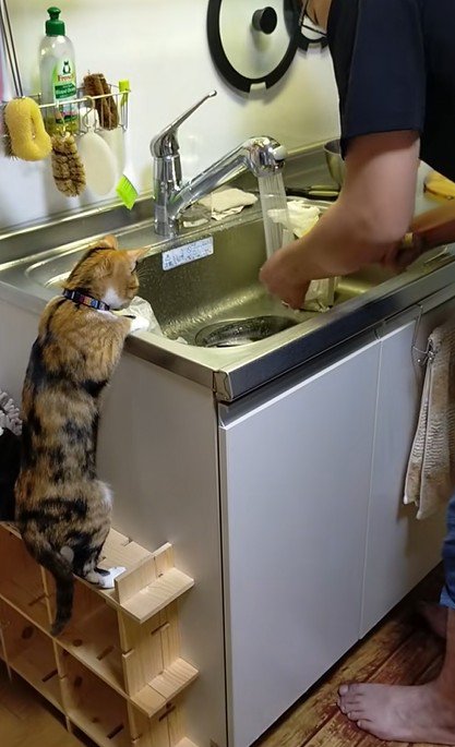 洗い物をする男性と見つめる猫