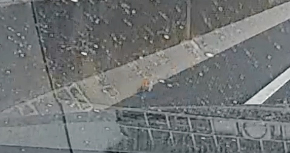 道路の端にいる子猫