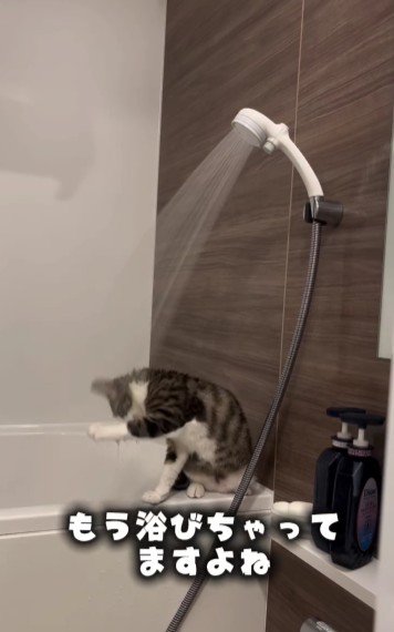 水を浴びている猫