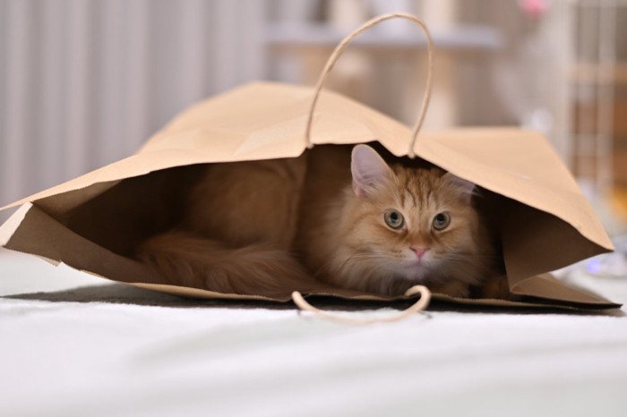 隠れる猫