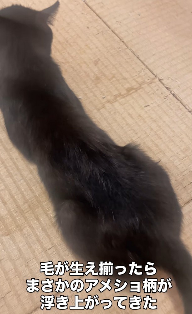 毛が生えてきた猫の背中