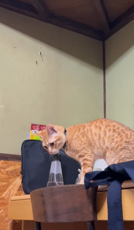 着地する猫