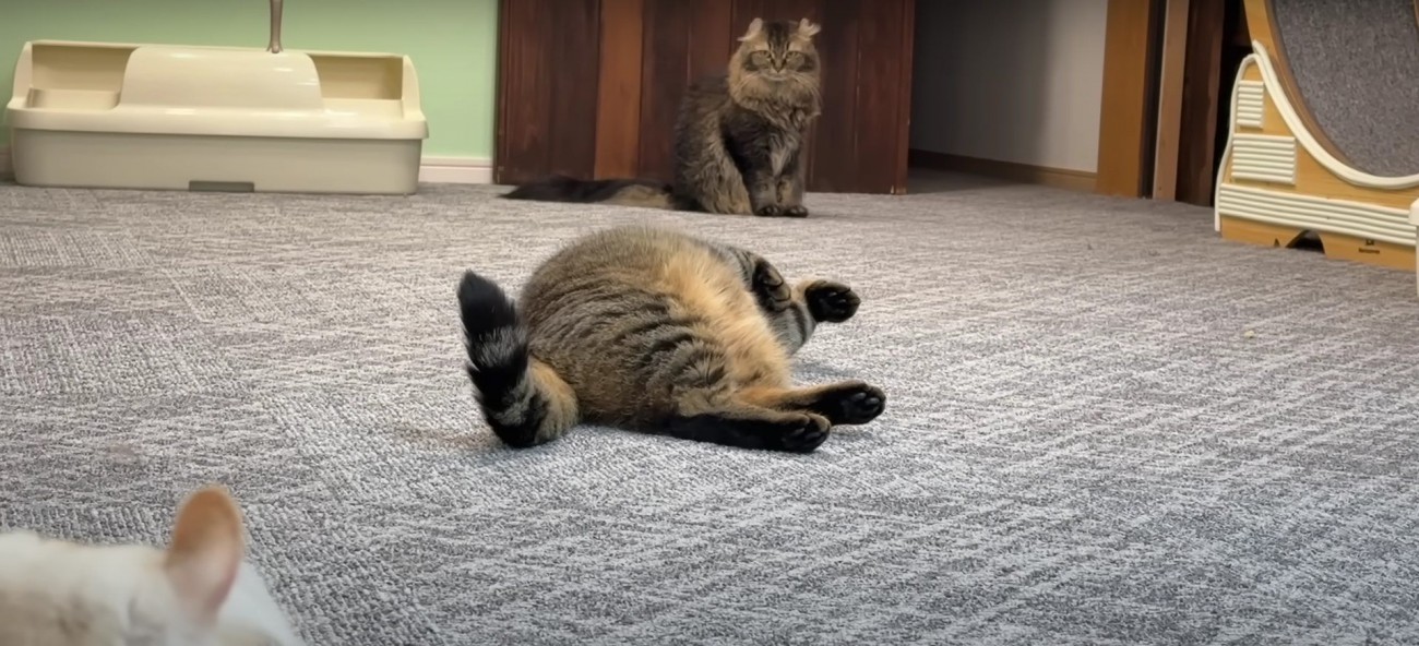 向かい合う2匹の猫とその間に寝転がる猫