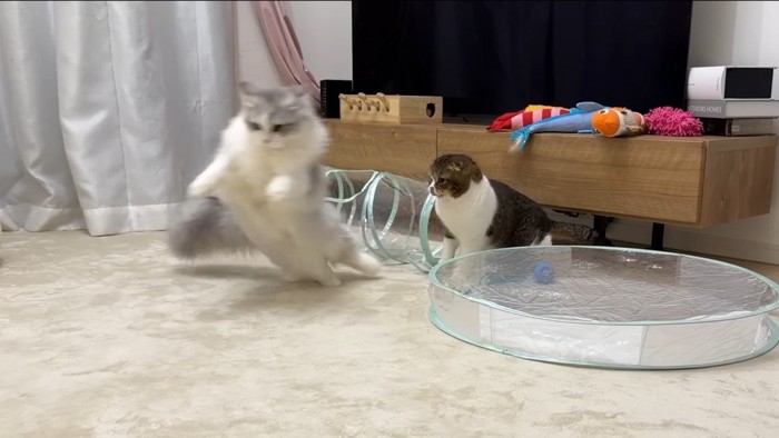 子猫