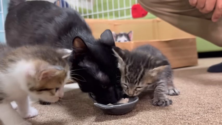 離乳食を食べる母猫と2匹の子猫