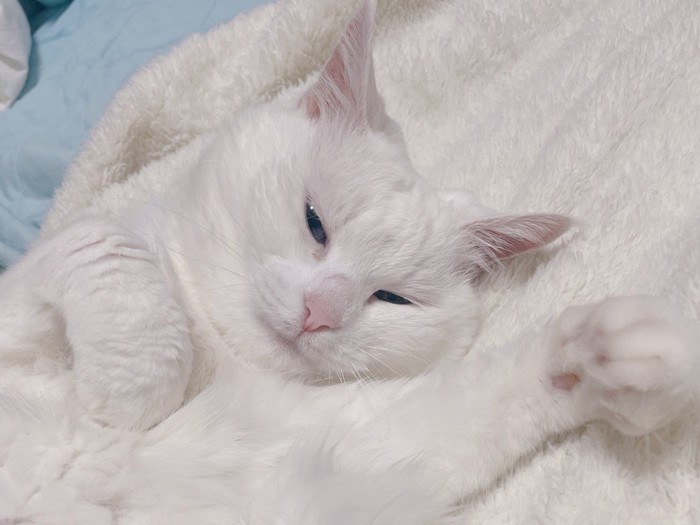 眠そうな白猫の顔のアップ