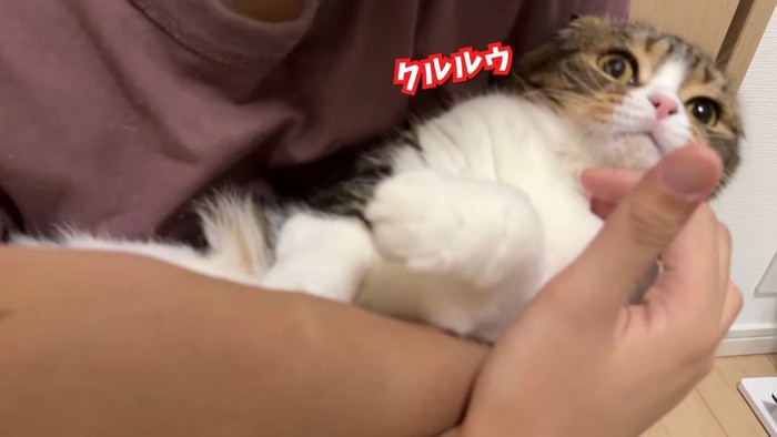 クルルゥ