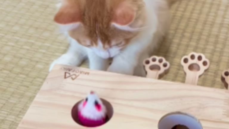 ひとりで遊んでいる猫