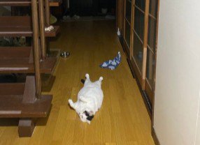 廊下で寝ている猫